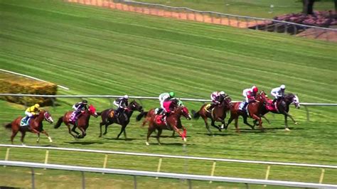 hrnz.co.nz fields|horse racing fields trotting.